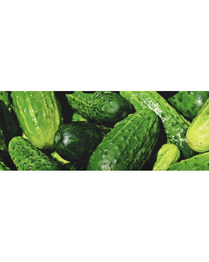PROMO - Lot de 3 Minis concombres