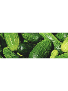PROMO - Lot de 3 Minis concombres