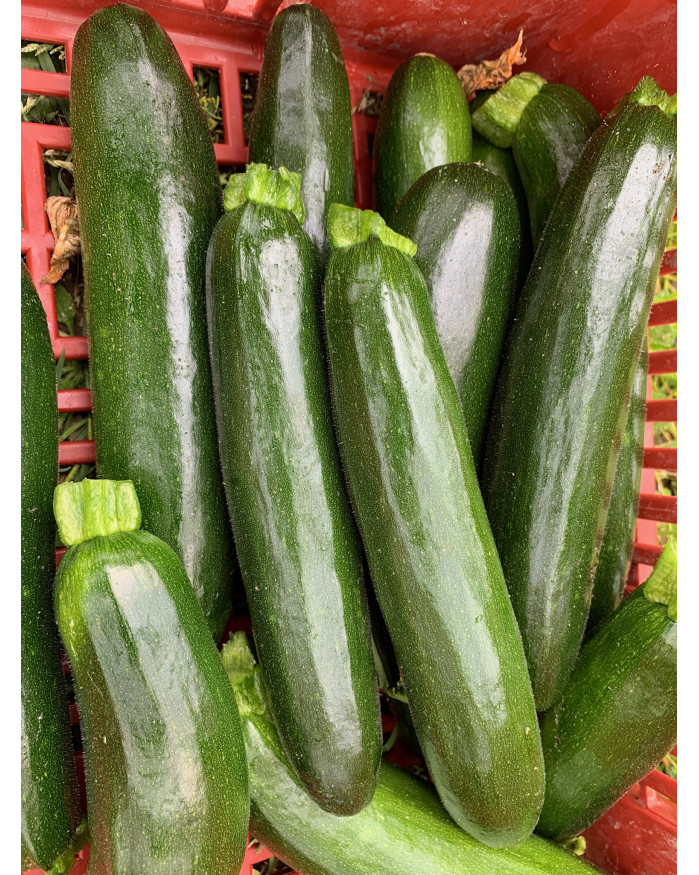 PROMO - 2kg Courgette