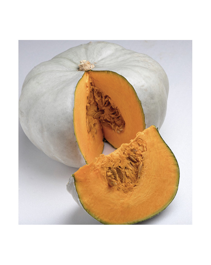 Courge Bleu de Hongrie