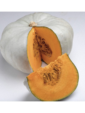 Courge Bleu de Hongrie
