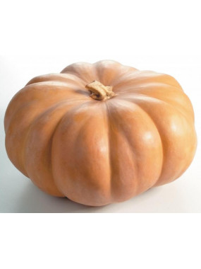 Potiron