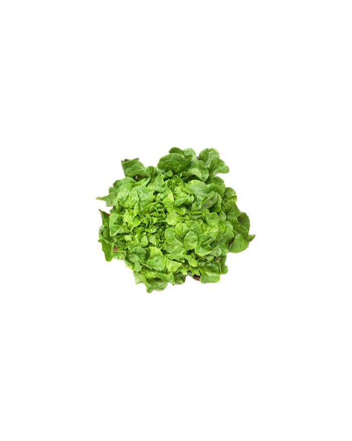 Salade Chêne Verte