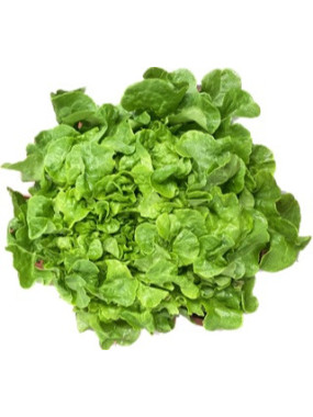 Salade Chêne Verte