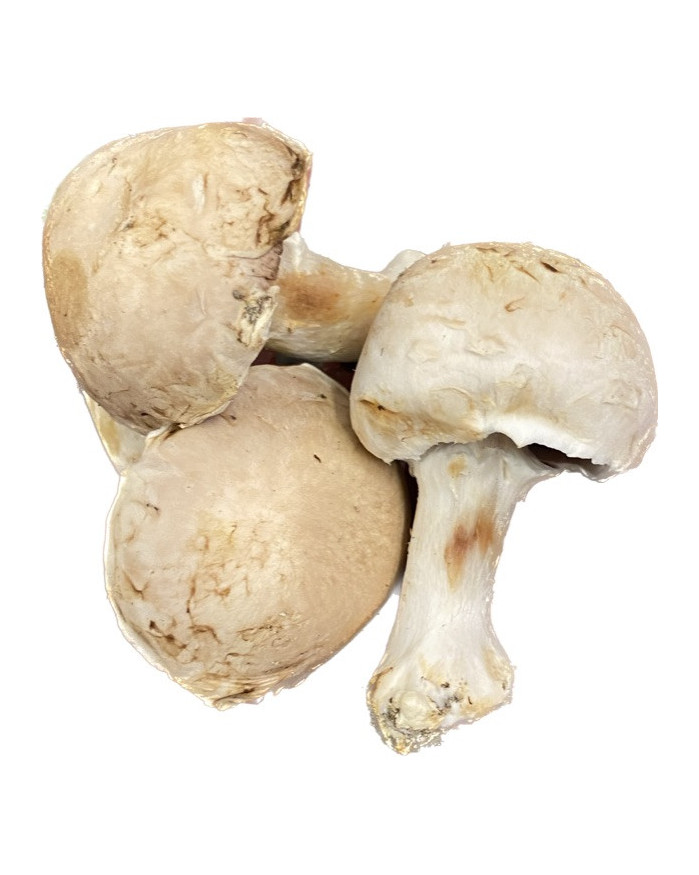 Champignon