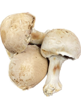 Champignon