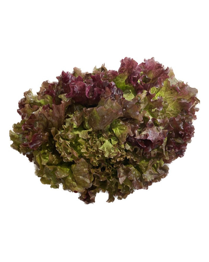 Salade Batavia rouge