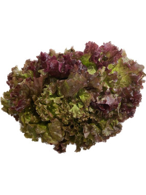 Salade Batavia rouge
