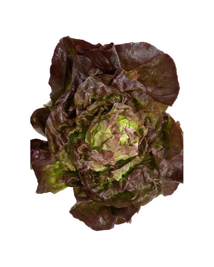 Salade Laitue Rouge