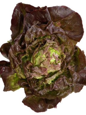 Salade Laitue Rouge