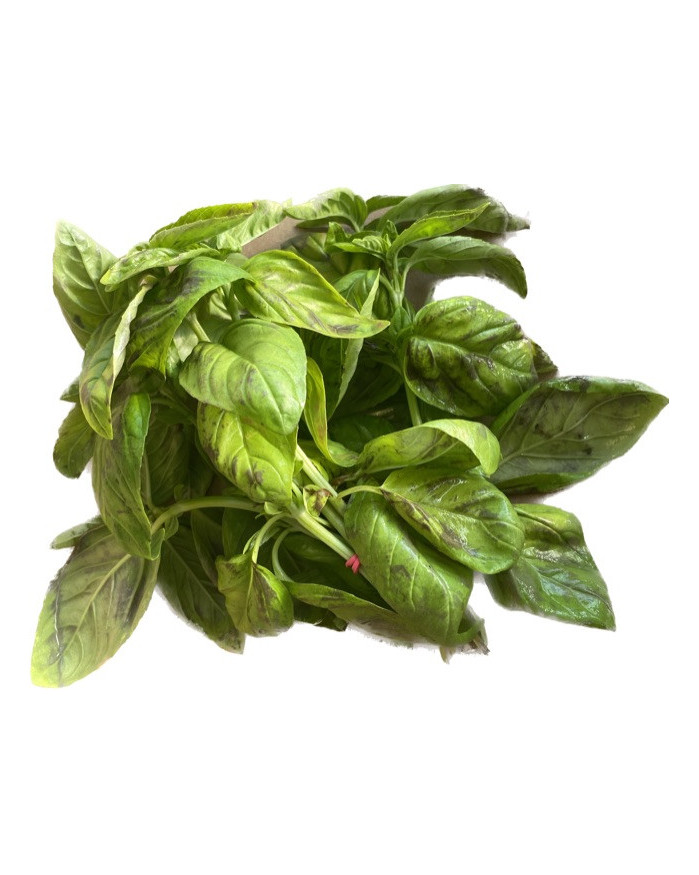 Botte de Basilic