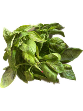 Botte de Basilic