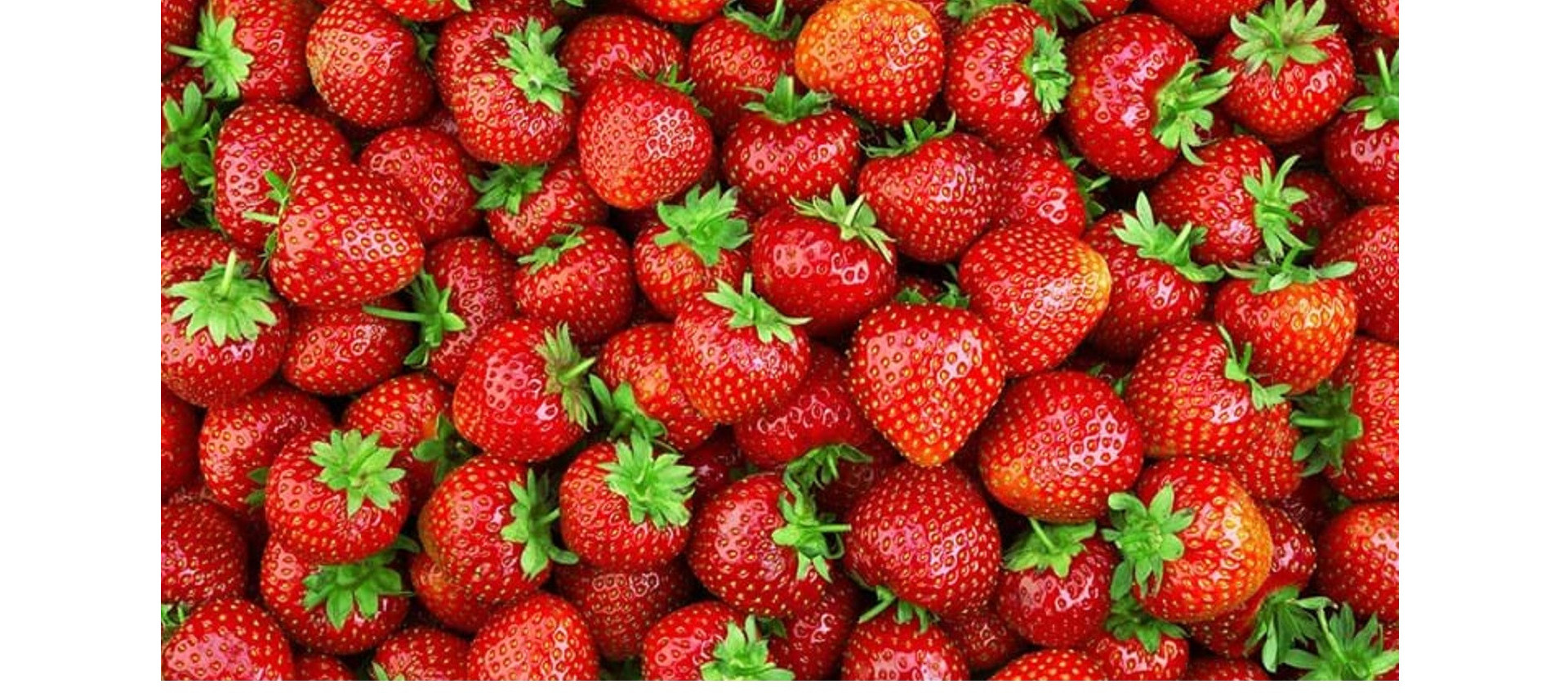 FRAISES DISPONIBLES A LA SERRE quantites limitees