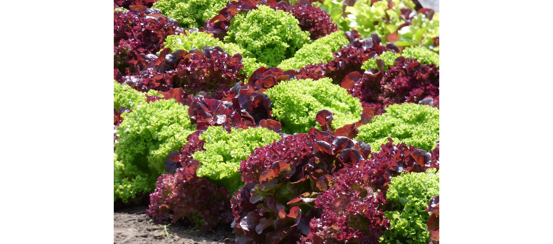 PROMO - 3 salades au choix
